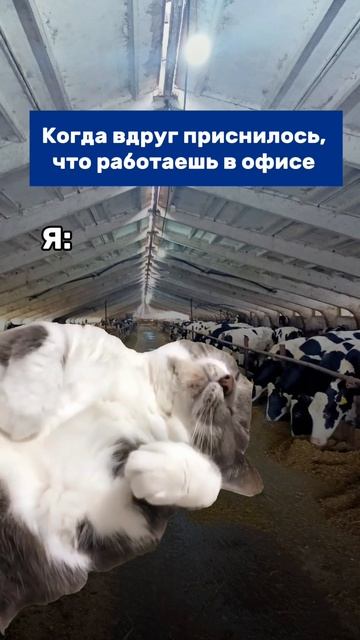 Приснится же 😅