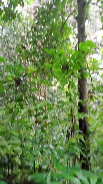 berburu tupai di pagi ini...