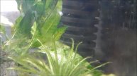 Apistogramma baenschi with fry