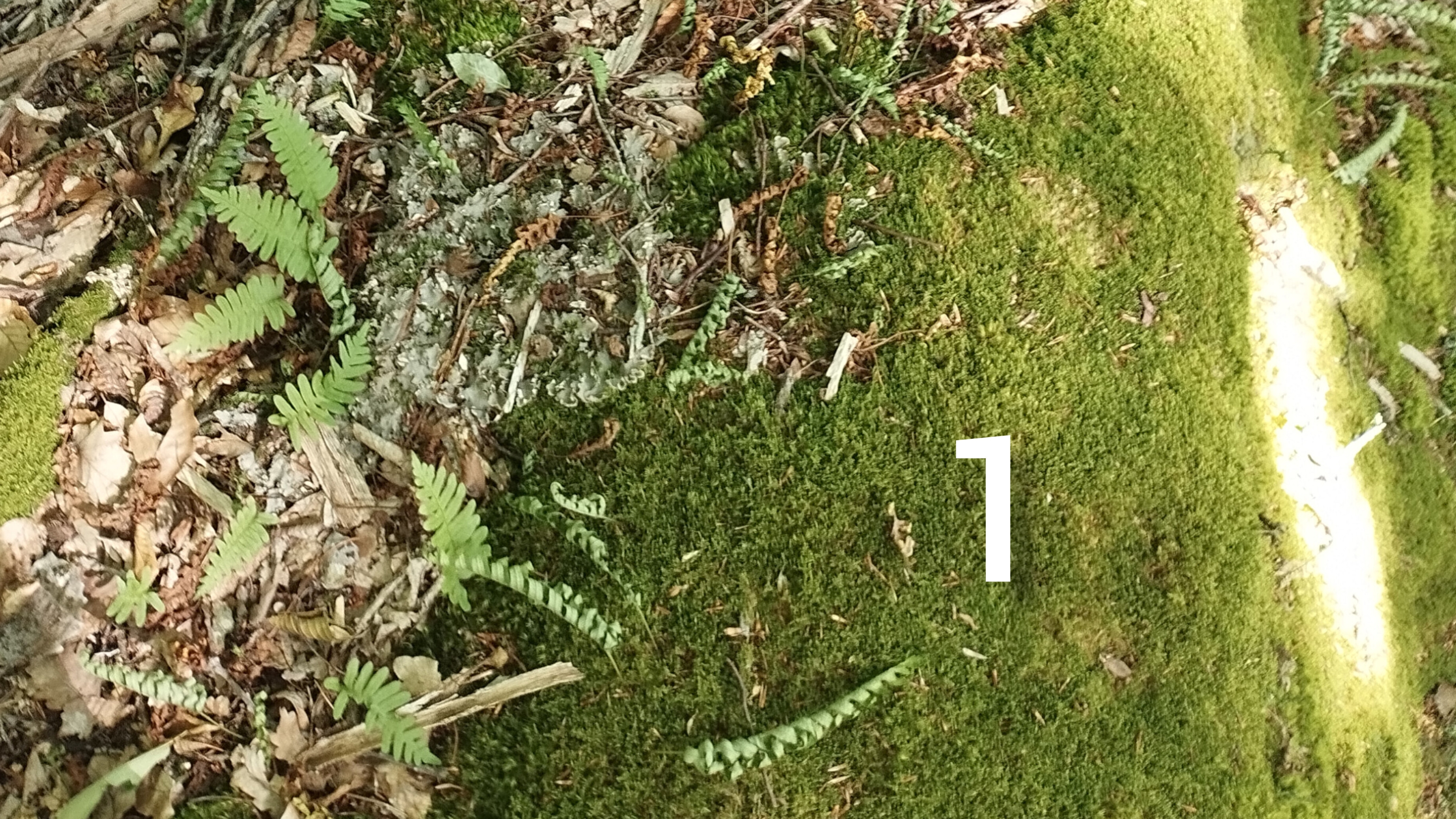 1