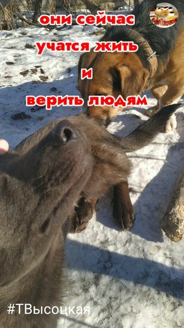 Так начиналось наше знакомство. Первые дни в нашем доме. #твысоцкая #tatyanavysotskaya