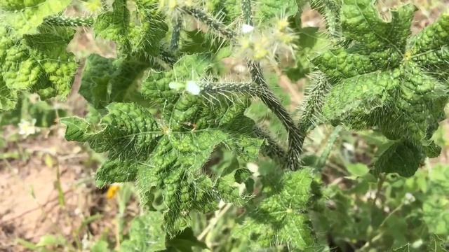 Wild edible plant foraging, Bull Nettle seeds