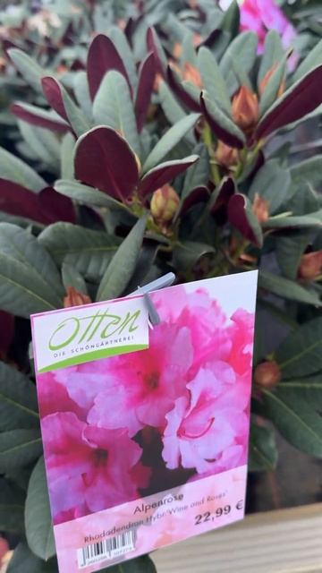Рододендрон «Wine and Roses» 🌺 Rhododendron 😊 Отвечаю на вопрос 😘