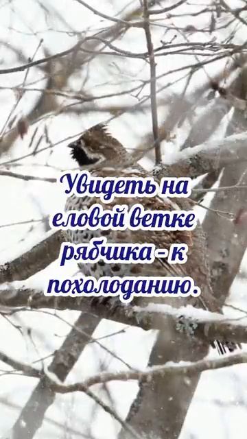 22 февраля# Никифоров - Панкраты# приметы и обычаи