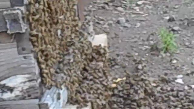 Ловушки - рой пчёлы, как всё работает. 2