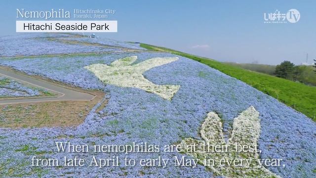 Nemophila［4K］Hitachi Seaside Park,Hitachinaka City｜VISIT IBARAKI, JAPAN -OTHER SIGHTS-