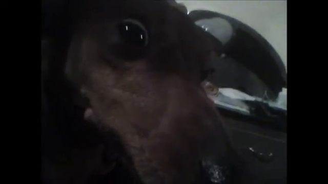 Собака смотрит на тебя! Dog is watching you!