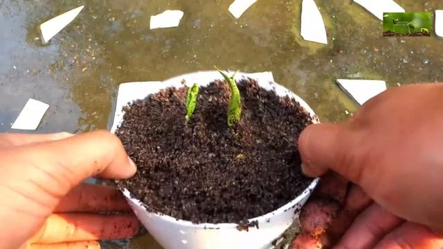 Use Banana To Grow Hydrangea To Get Result Faster | How to grow and care hydrangeas