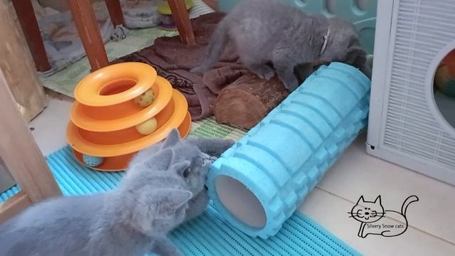 Весёлые игры британских голубых котят