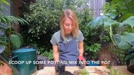 How to take and grow on cuttings from your Rabbit Foot Fern in 3 simple steps