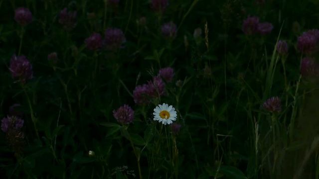 MIDSOMMAR - Blackmagic Pocket Cinema Camera Original