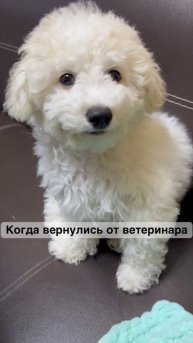 После похода к ветеринару