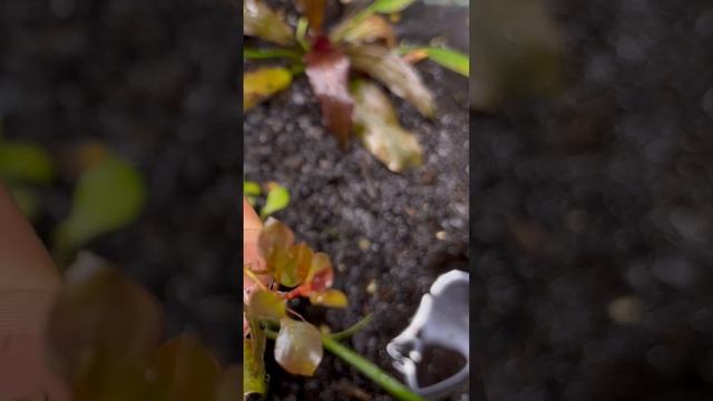 #ludwigia super mini