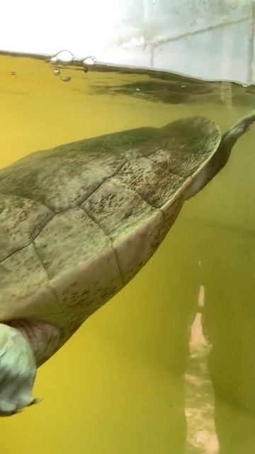 Rare Turtle Batagur Baska of Mangroves @Sundarban❤️ #shorts #sundarban #sundarbanwildlife