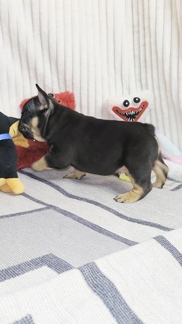 шокотан 2