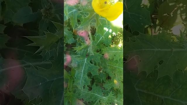Blessed Thistle
