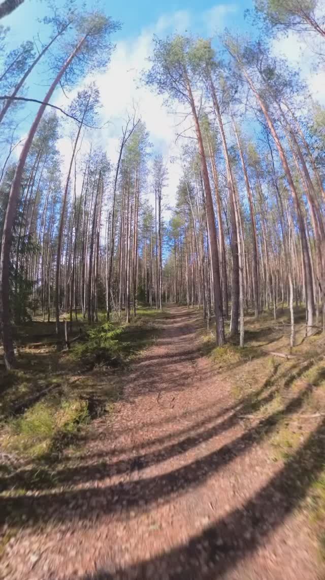 Весенний лес 2
