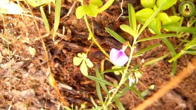 Viola suffruticosa  (ஒரிதழ்த்தாமரையின் மருத்துவ  முறைகள்)orithazh thaamarai