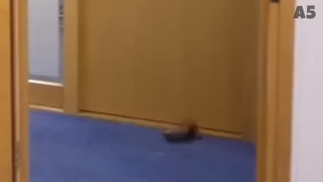 муд а4