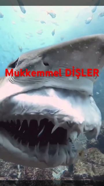 PERFECT SHARK TEETH 😵#shorts #youtubeshorts #subscribe
