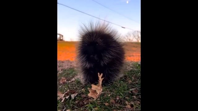 Маленький дикобраз