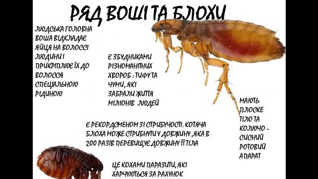 РІЗНОМАНІТНІСТЬ КОМАХ