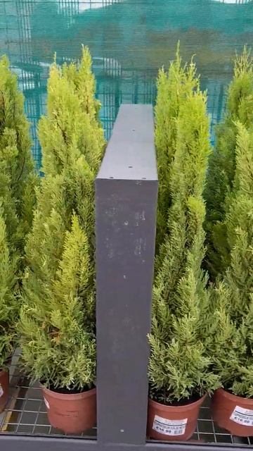 Cupressus /кипарис/#shorts