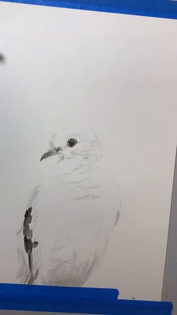 Adorable White Pigeon Short Video / White on White / Easy Watercolor Painting!!