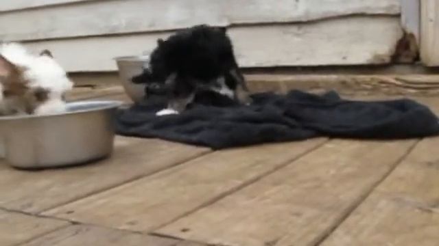 Chinese Crested PP off the chain.avi
