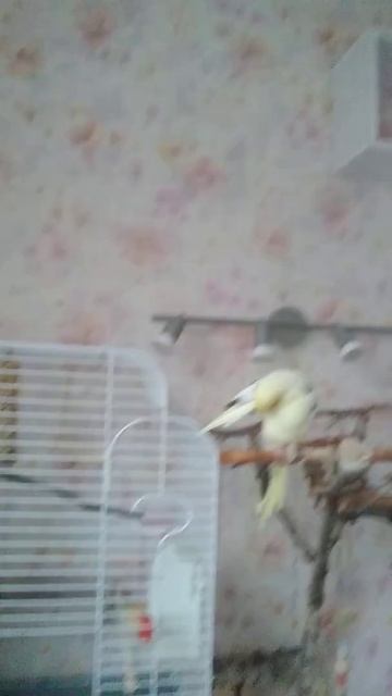 [🦜Попугай сидит на голове 🦜] Akemushka ෆ