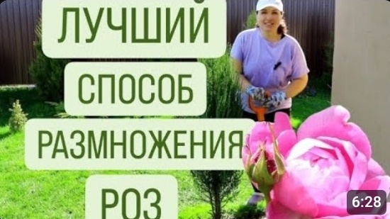 ЛУЧШИЙ СПОСОБ РАЗМНОЖЕНИЯ РОЗ. 9.04.2024г. БЕЛАРУСЬ, ГОМЕЛЬСКАЯ ОБЛАСТЬ