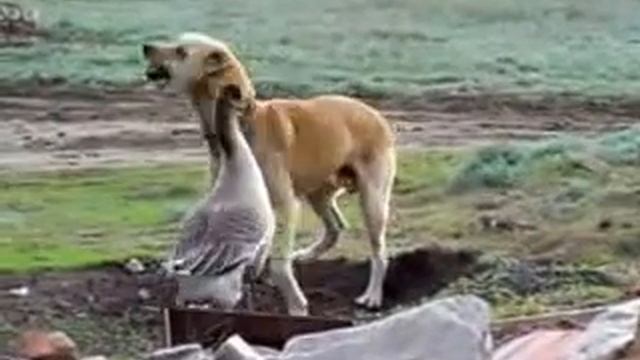 Гусь VS Собака