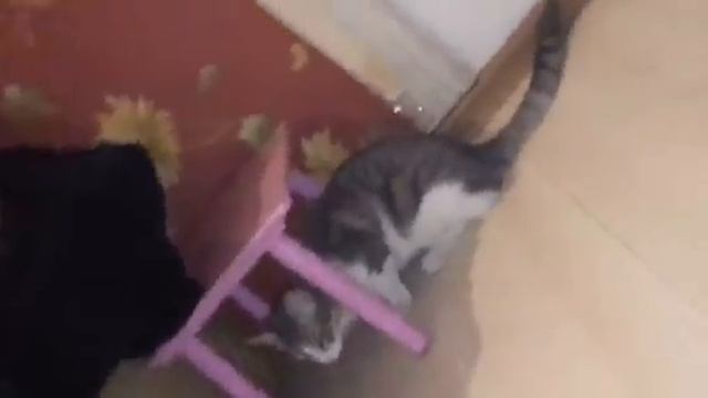 Самое Милое Видео ми ми ми(😗😘😙)