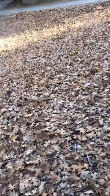 Little flying squirrel 🐿 so much leaves surrounding the cabin