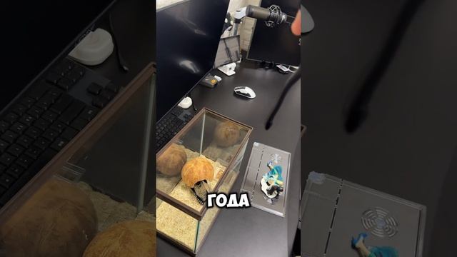 Змеи в Корее #змея #PlayStation #корея #рек #timaps