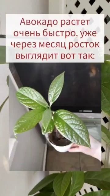 #авокадо #изкосточки #домашниерастения #комнатныерастения #уходзарастениями #проращивание #цветыдом