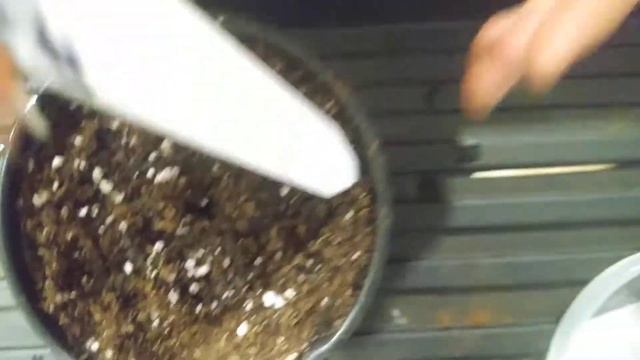 Potting sprouted tomato seeds and an update on the Vilma tomatoes