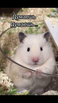 Хомяк трудяга