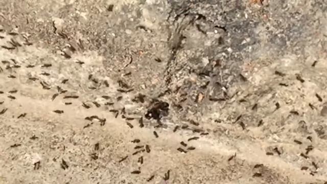 Slow motion - Ant walking