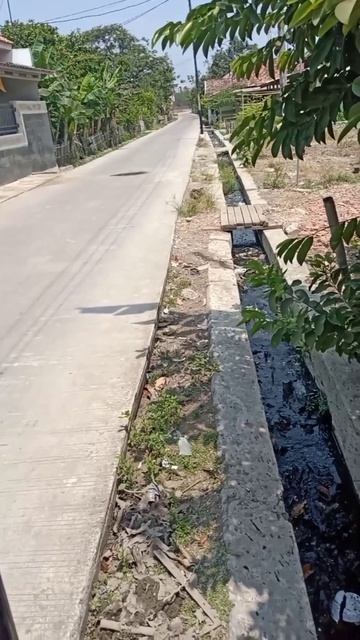 Biawak lari di selokan pinggir jalan dan biawak terbesar #shorts