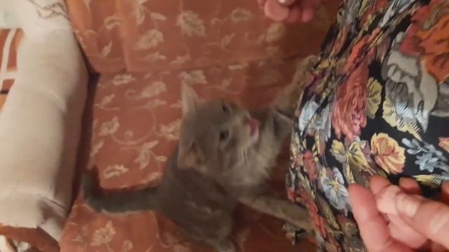 Кошки   кошками, а сосиски по расписанию