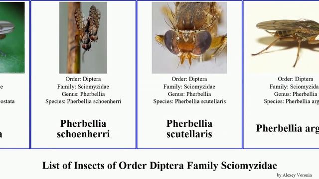 List of Insects of Order Diptera Family Sciomyzidae pherbellia tetanocera prima nana canadensis
