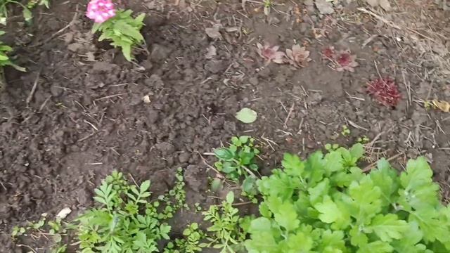 ЗАПРОШУЮ  НА ПРОГУЛЯНКУ У САДОК ПІВДНЯ УКРАЇНИ.