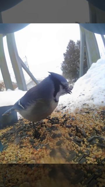 A Blue Jay brother eats by himself #bird #birds