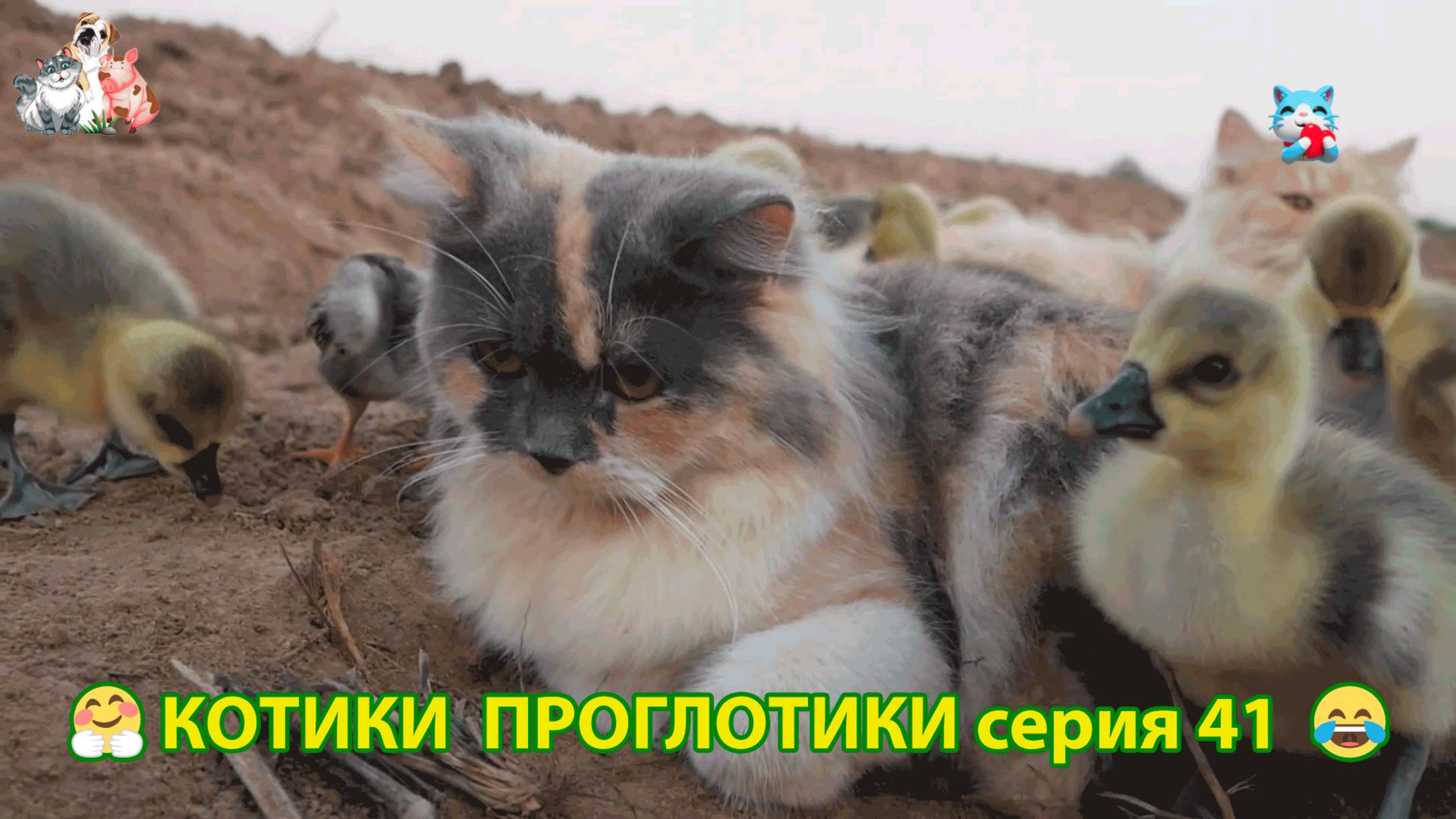 Котики-проглотики растут будущие птицеводы 🐈🐈😹 эпизод (41)