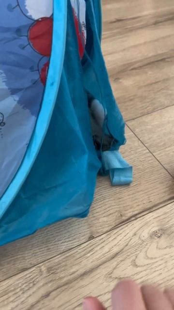 Кошачьи игры😸