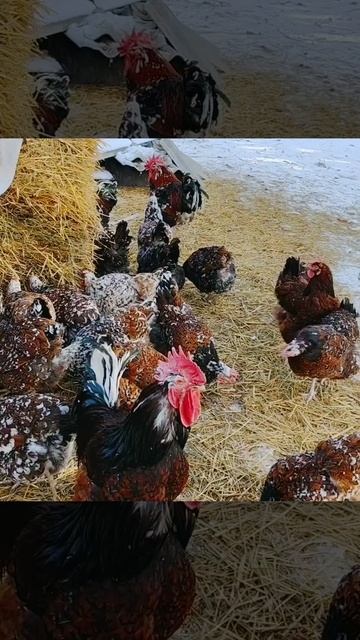 Ливенские, мои любимицы