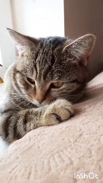 Басе снится весна и птички! #shorts #животные #кошка #котенок #cat #cats #котики #приколы #кошечки
