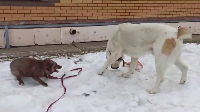 Алабай VS Лиса