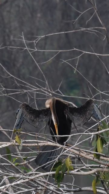 immature Dater / Anhinga / Snake bird | bird without feathers | natural bird creeping sound